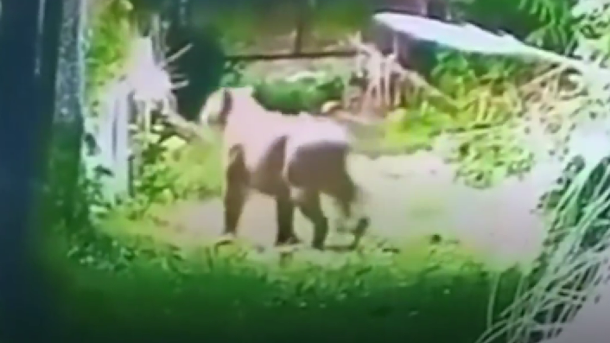 Alerta por puma suelto en Escobar: una cámara de seguridad lo captó en las afueras de un country