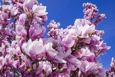 Las magnolias cambian la energía de tu jardín con sus bellos colores. Foto: Pixabay - pixabay.com