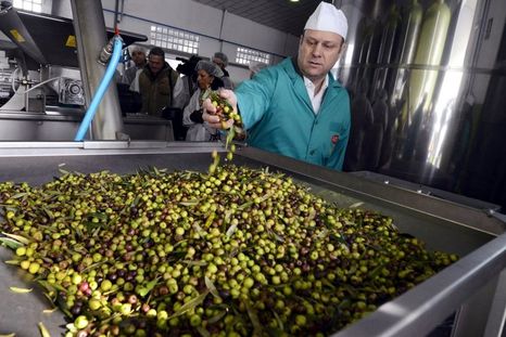 El aceite de oliva de Mendoza se destaca por su IG Foto: Efe.