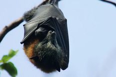 ¿Sabías que los murciélagos pueden vivir hasta 40 años?