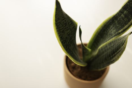 La planta Sansevieria comprende 30 especies originarias de África y de Asia. Foto: Pixabay - pixabay.com