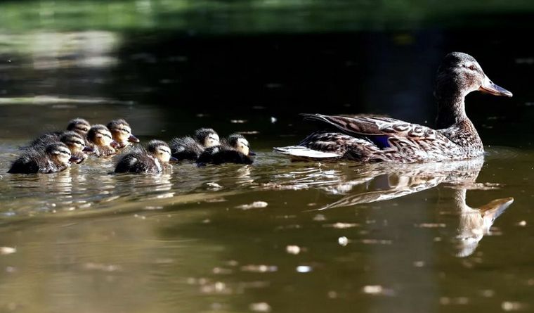 Las aves vienen siendo castigadas por esta severa gripe. Foto: Efe.