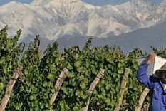 Ayuda para la industria del vino.