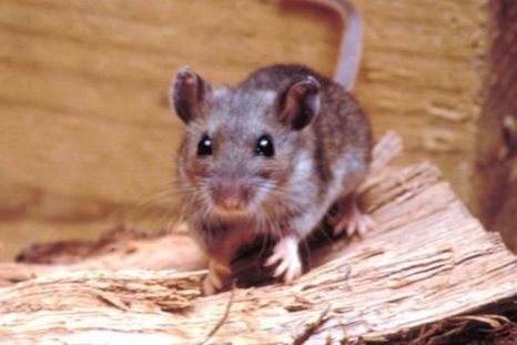 Hantavirus. Hantavirus.