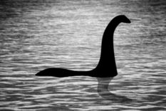 Algunos consideran que las anguilas gigantes podrían ser la solución más lógica al rompecabezas del monstruo del lago Ness.