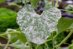 el oidio es uno de los hongos más frecuentes. Foto: Jardinería On