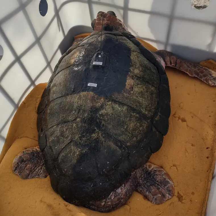 Rastreador del tortugo Jorge