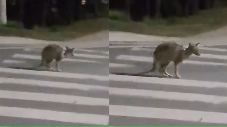 A través de grupos de WhatsApp y en redes sociales se viralizó un video sobre un supuesto canguro suelto en Mendiolaza. Foto: Captura de video