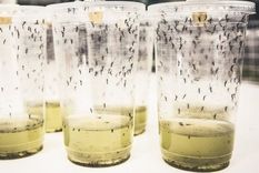 Para el experimento se infectaron cinco millones de huevos de mosquitos con la bacteria wolbachia. Foto: WORLD MOSQUITO PROGRAMME