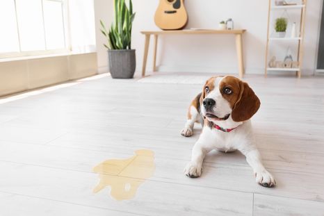 Muchas personas eligen alternativas indoor para que sus perros hagan sus necesidades dentro de casa. Foto: Shutterstock Muchas personas eligen alternativas indoor para que sus perros hagan sus necesidades dentro de casa. Foto: Shutterstock
