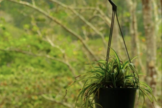 La malamadre es una de las plantas más populares y fáciles de cuidar de interior Foto: Shutterstock