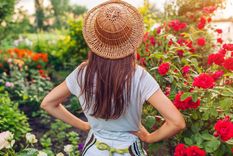 Empieza la época de mosquitos: con estas plantas podés ayudar a alejarlos