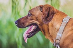Mascotas Evita que el golpe de calor afecte su salud Foto: Wunderstock