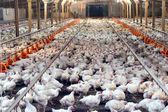El pollo superó a la carne vacuna y desde CRA explicaron por qué cambió el consumo. Foto: Plumas-Alas.