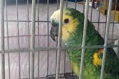 Lola picotea cuando la molestan