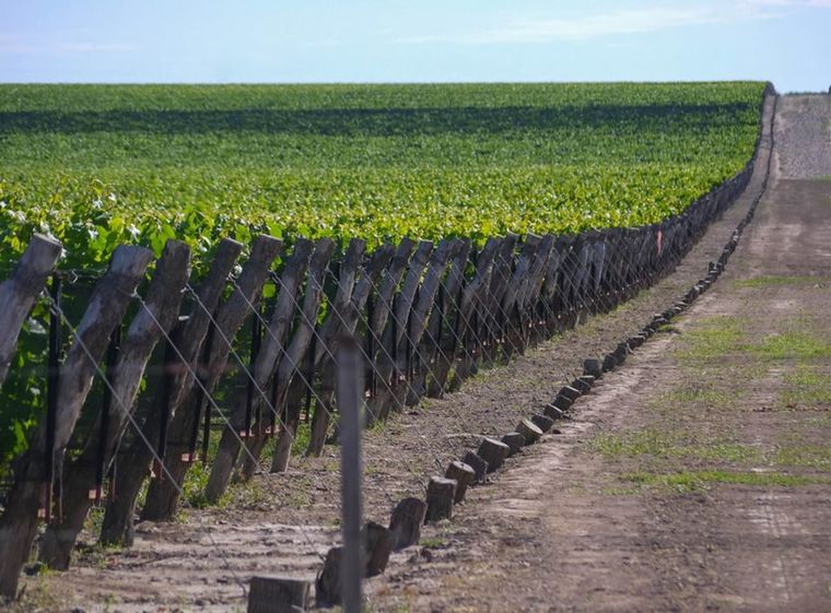 Foto: Gobierno de Mendoza