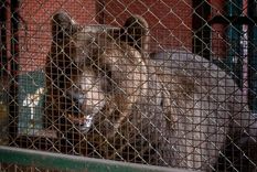 Los dos ejemplares de osos pardos fueron trasladados desde Luján y ya llegaron a Bulgaria.