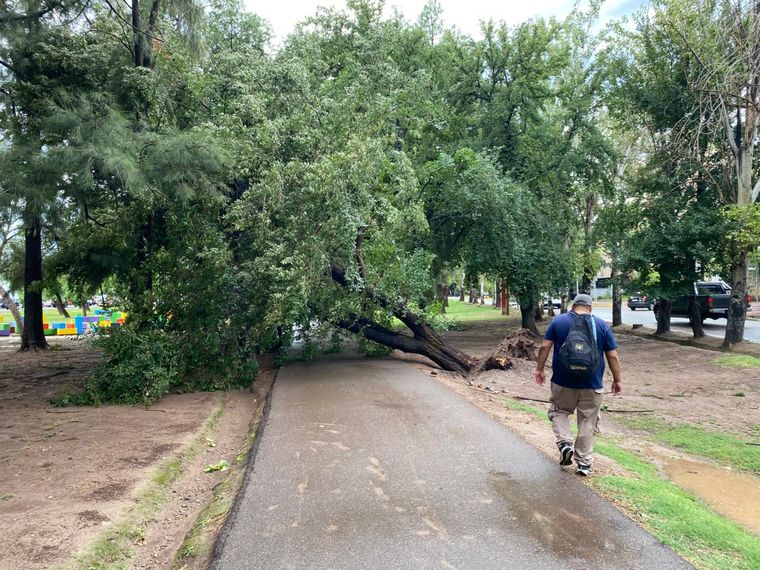 Árboles caídos en el parque de la lateral de Acceso Este después de las tormentas. Árboles caídos en el parque de la lateral de Acceso Este después de las tormentas.