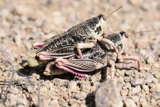 El insecto amenaza contra la producción agropecuaria en distintas provincias de la Patagonia.
