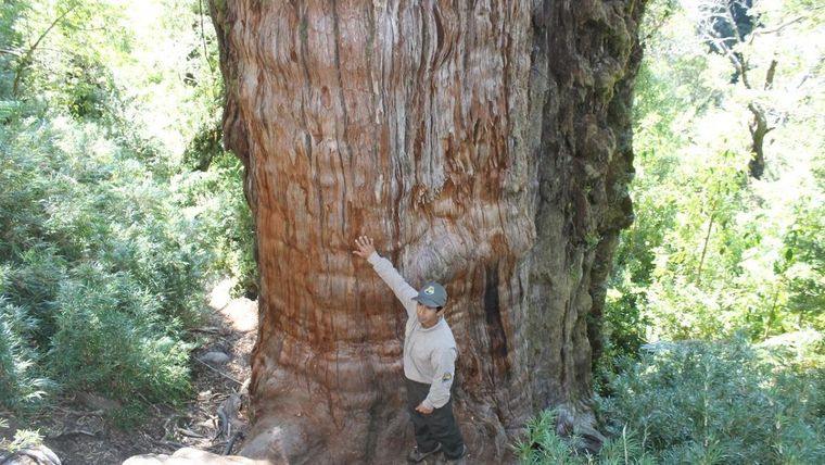 Bisabuelo podría ser el árbol más antiguo del mundo Foto: Información (España)