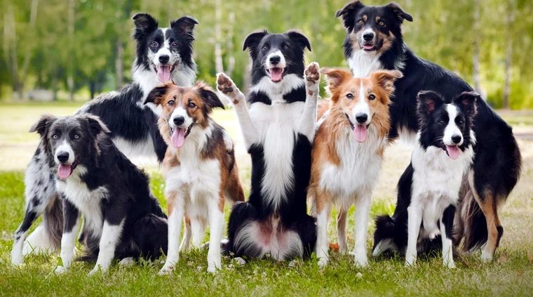 La raza border collie se destaca. Foto: Muymascotas.