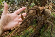 conoce a la tarantula goliath, una arana del tamano de un cachorrito