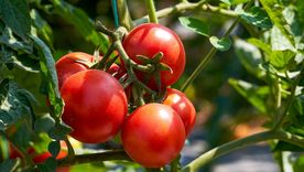 Un nuevo lenguaje vegetal, donde las plantas también lloran Foto: Shutterstock