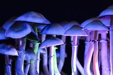 La psilocibina presente en algunas especies de hongos está siendo el componente psicodélico más estudiado para tratar la depresión principalmente. Foto: Pixabay