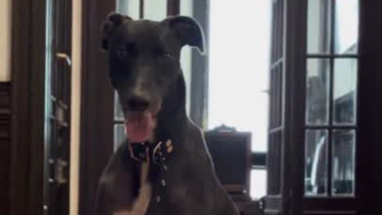 El perro Gary del Ministerio de Capital Humano es un animal adoptado que fue adoptado por el personal.