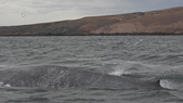 El registro de la ballena azul en Chubut aporta información clave para la protección de la biodiversidad marina. Foto: Fundación Rewilding Argentina El registro de la ballena azul en Chubut aporta información clave para la protección de la biodiversidad marina. Foto: Fundación Rewilding Argentina