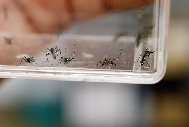 El dengue se transmite con la picadura del mosquito aedes aegypti Foto: EFE