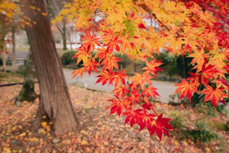 Este árbol es ideal para darle color al jardín en plena temporada de otoño. Este árbol es ideal para darle color al jardín en plena temporada de otoño.