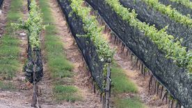 ¿arrancar vinedos o entender que vino se consume? ¿arrancar vinedos o entender que vino se consume?