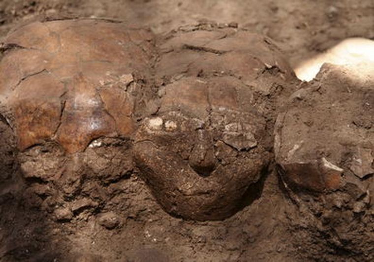 Los tres cráneos esculpidos de la Edad de Piedra descubiertos por arqueólogos israelíes. Foto: EFE