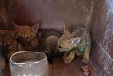 Tres cachorros de zorro gris fueron trasladados al Ecoparque