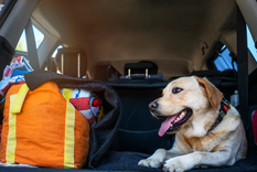 Uruguay y Chile son los destinos más elegidos por los argentinos para viajar con mascotas. Uruguay y Chile son los destinos más elegidos por los argentinos para viajar con mascotas.