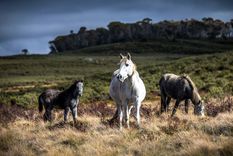 La decisión se basa en un estudio científico. Foto: FinancialTimes.