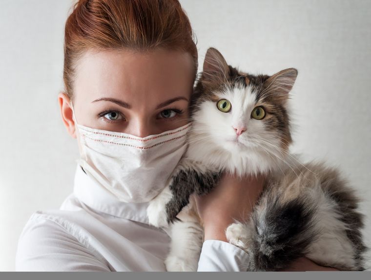 GATO Las mascotas también pueden contraer enfermedades Foto: Shutterstock