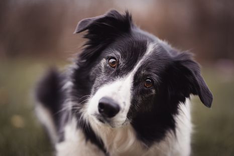 Este es uno de los comportamientos más comunes en perros Foto: Archivo
