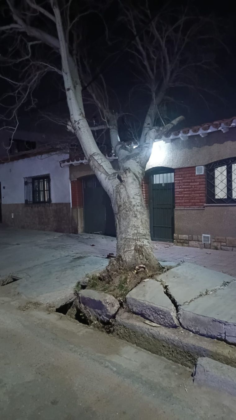 Un árbol de grandes dimensiones se cayó sobre una vivienda ubicada en calle Pedraza, en Las Heras. Un árbol de grandes dimensiones se cayó sobre una vivienda ubicada en calle Pedraza, en Las Heras.
