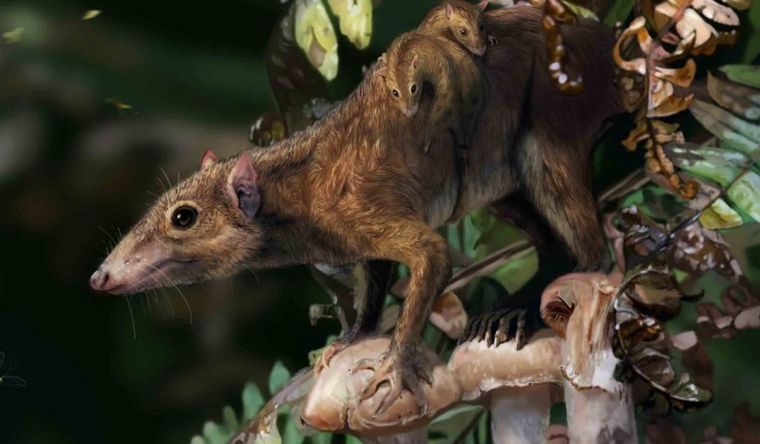Los mamíferos se estaban adaptando de la vida en los árboles a la vida en el suelo millones de años antes del asteroide que extinguió a los dinosaurios no aviares. Foto: Dpa.