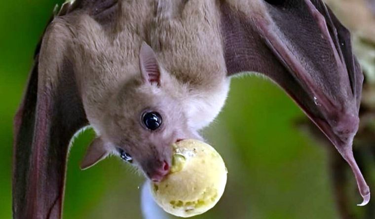 Murciélago frugívoro. Foto: Dpa.