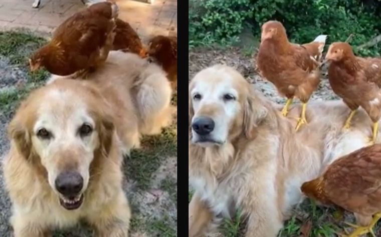 Este perrito se hizo viral en pocos minutos.