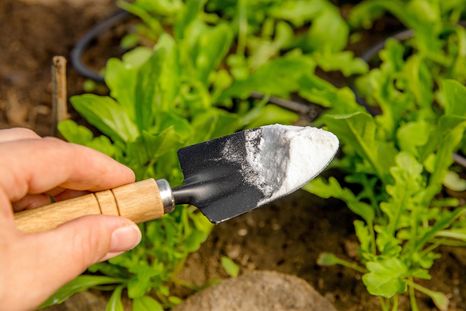 l bicarbonato de sodio representa uno de los mejores aliados para la salud de las plantas Foto: SHUTTERSTOCK l bicarbonato de sodio representa uno de los mejores aliados para la salud de las plantas Foto: SHUTTERSTOCK