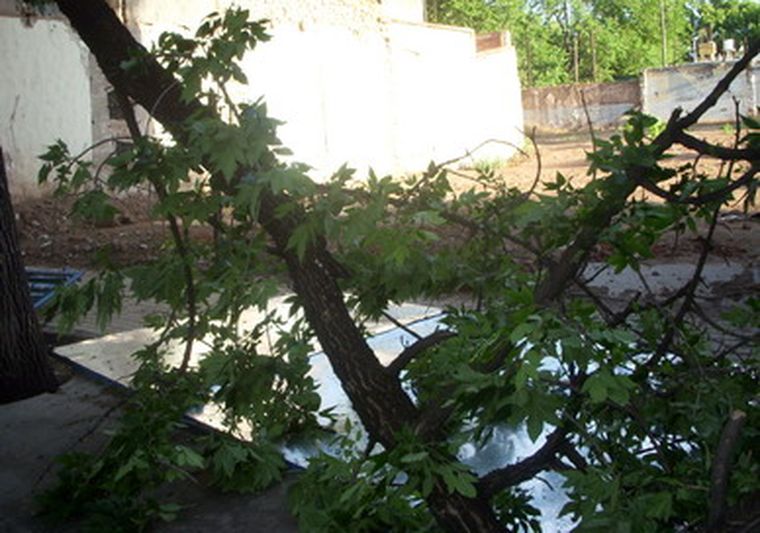Una rama derribó una pared en calle Gral. Paz. Foto: MDZ/Nacho de la Rosa
