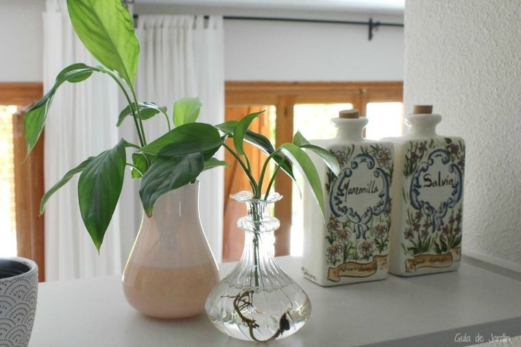 El baño puede ser un lugar ideal para las plantas por su humedad constante. Foto: Archivo El baño puede ser un lugar ideal para las plantas por su humedad constante. Foto: Archivo