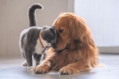 un pais europeo reconoce que perros y gatos tienen sentimientos