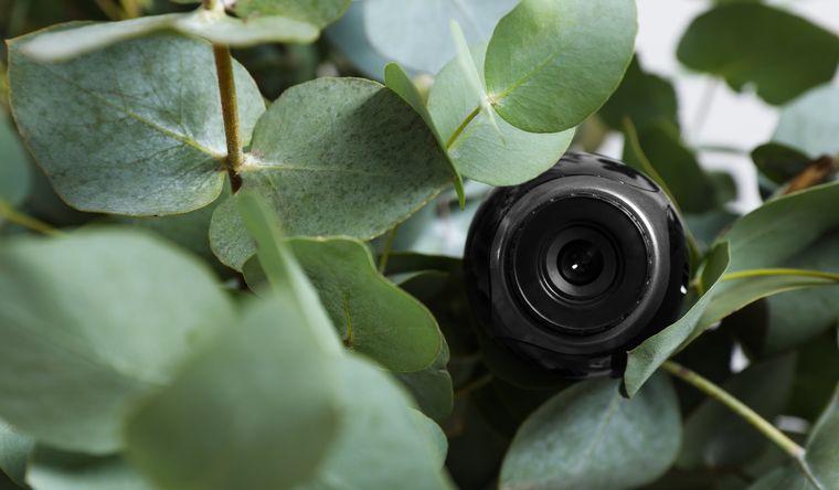 El fotógrafo colocó una cámara oculta para resolver el misterio. Foto: Shutterstock.