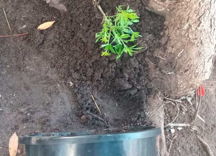 La maceta tenía una planta de marihuana en su interior. La maceta tenía una planta de marihuana en su interior.