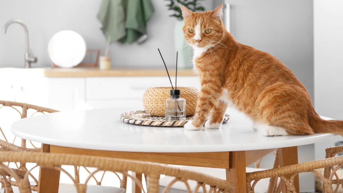 Mascotas: el motivo por el que los gatos suben a la mesa